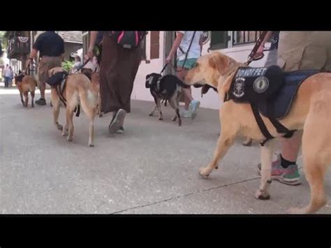 K9s For Warriors addresses criticism in San Antonio.